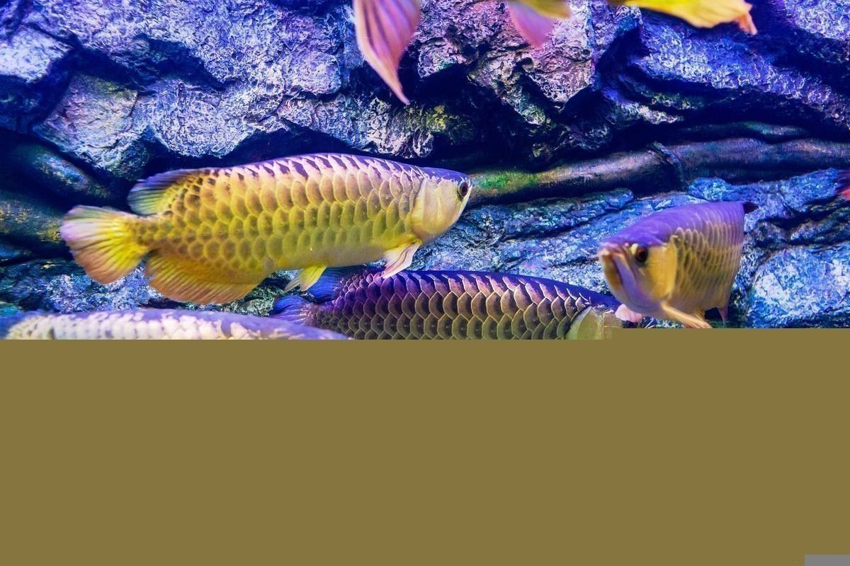 吉林龍魚(yú)大概多少錢(qián)一條啊圖片大全