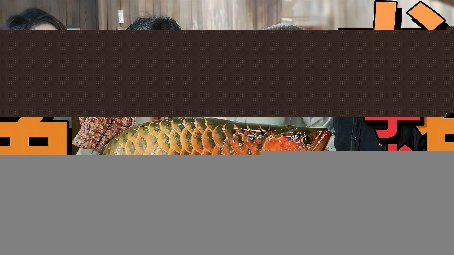 吉林龍魚(yú)大概多少錢(qián)一條啊圖片大全