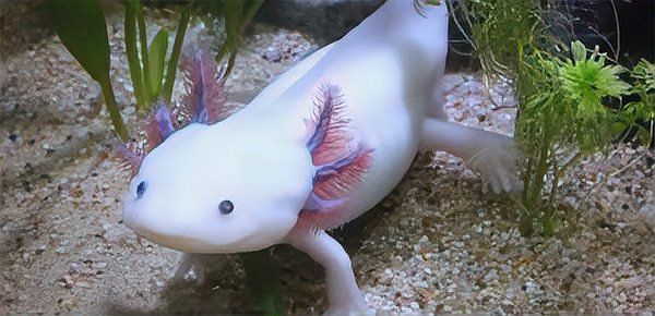 六角恐龍魚的市場價格是多少？