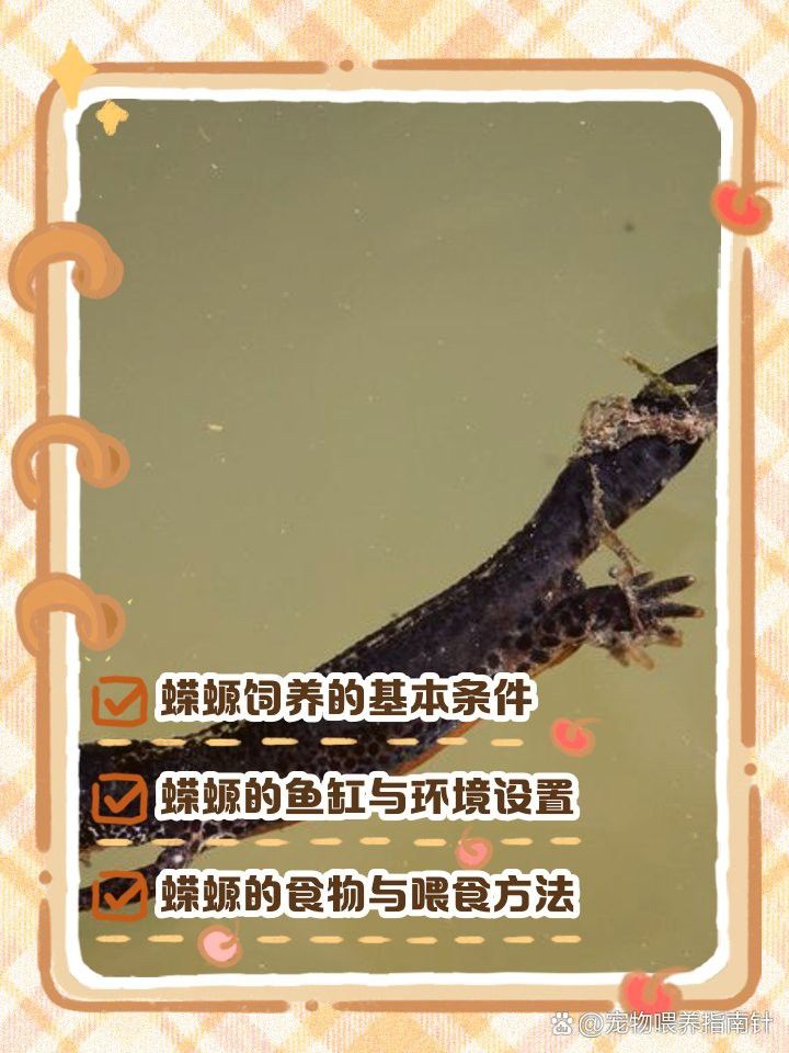 六角龍魚和蠑螈哪個更好養？