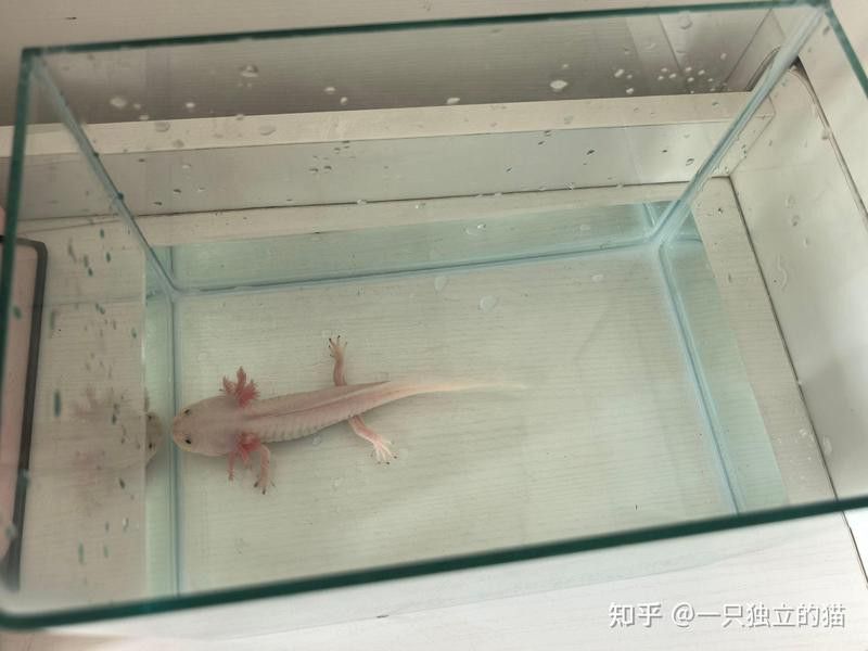 六角龍魚和蠑螈哪個更好養？
