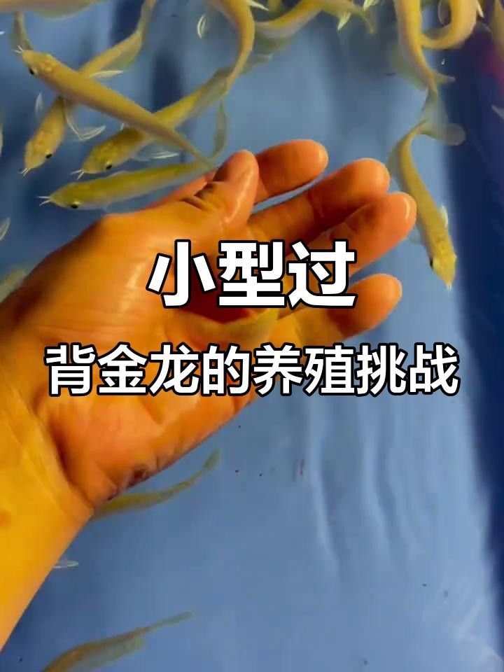 過(guò)背金龍珠鱗亮化后如何維護(hù)？ 過(guò)背金龍珠鱗亮化后如何維護(hù)？ 龍魚(yú)百科 第4張