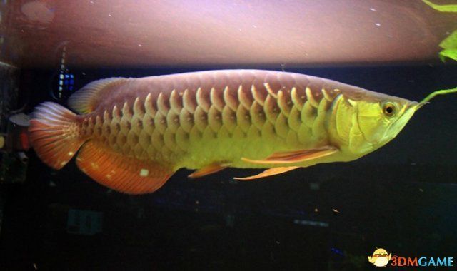 稀有龍魚有哪些：稀有龍魚主要包括以下幾個種類,稀有龍魚有哪些 稀有龍魚有哪些：稀有龍魚主要包括以下幾個種類,稀有龍魚有哪些 龍魚百科 第1張
