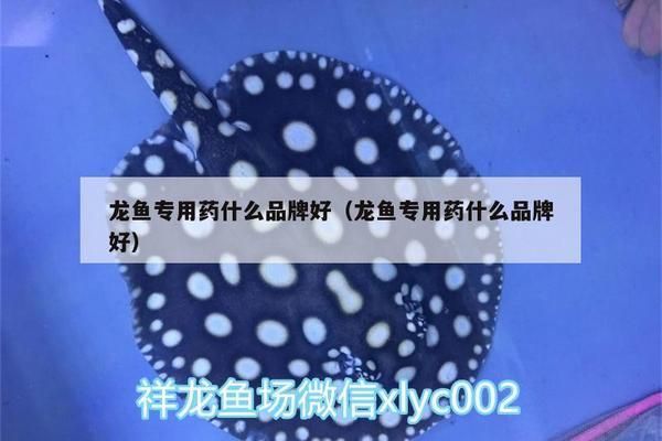 龍魚藥什么牌子的好，api龍魚藥效果對比評測