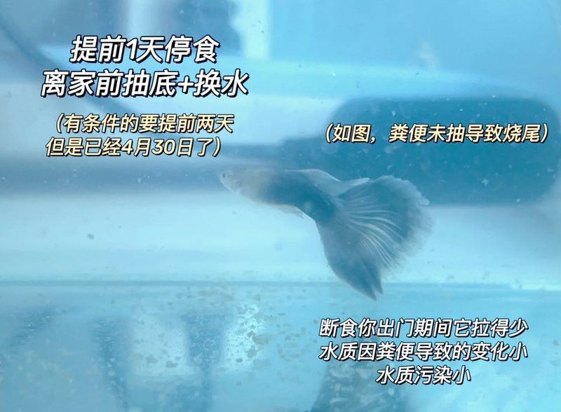 停食期間需要換水嗎？