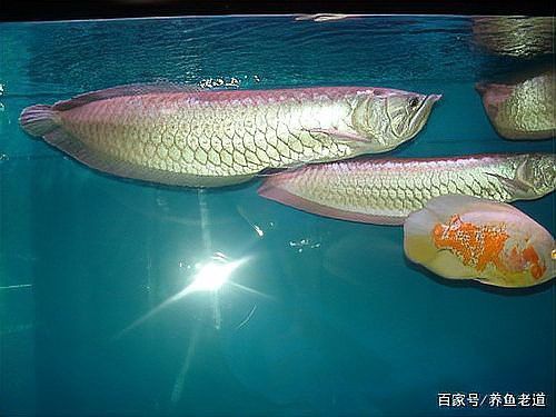 停食期間需要換水嗎？