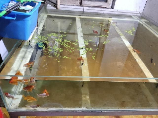 停食期間需要換水嗎？