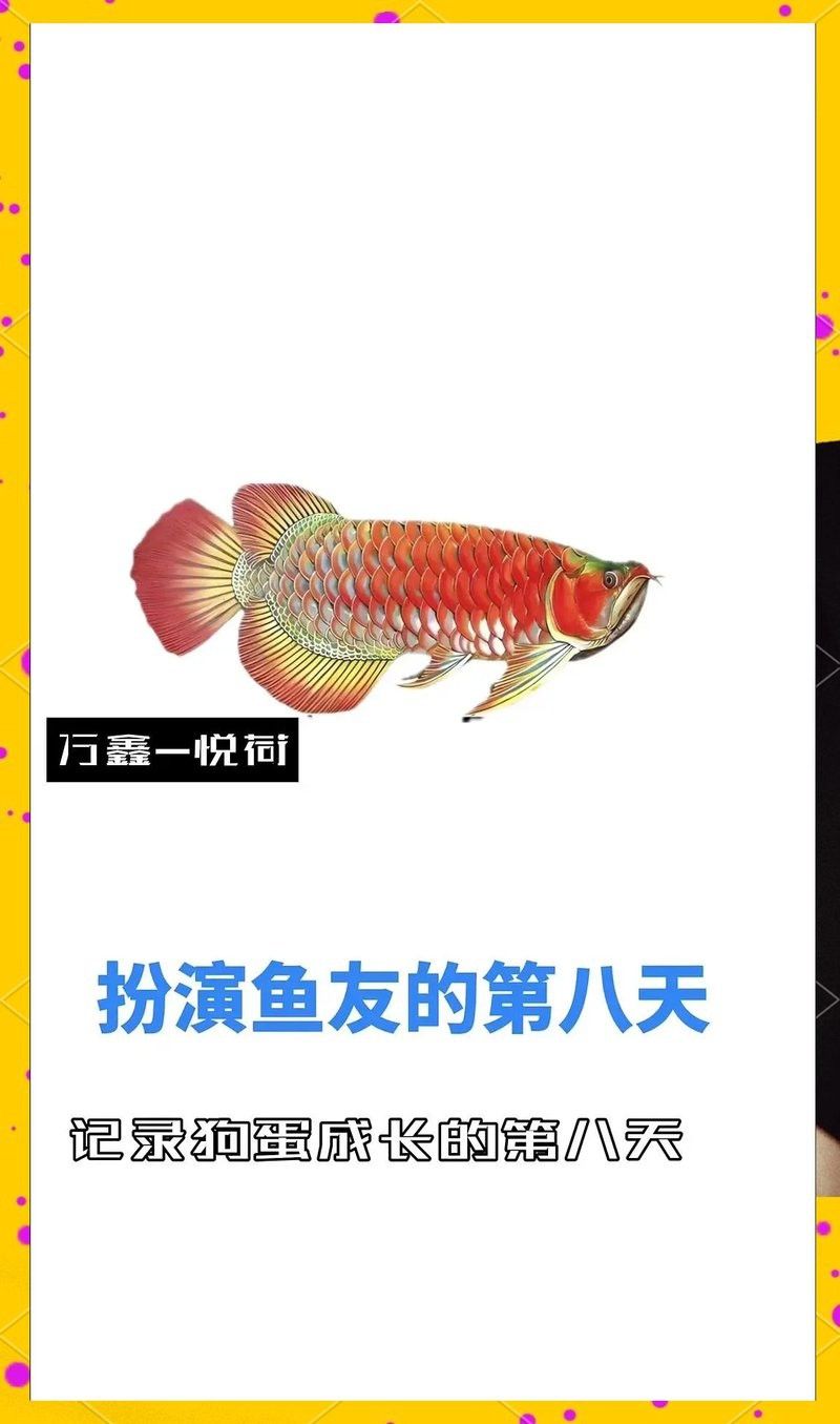 金龍魚幼苗多大開始發(fā)色？
