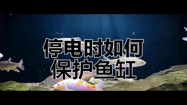 金龍魚魚缸停電幾小時后怎么處理
