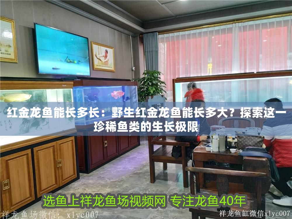 紅金龍魚能長多長：野生紅金龍魚能長多大？探索這一珍稀魚類的生長極限