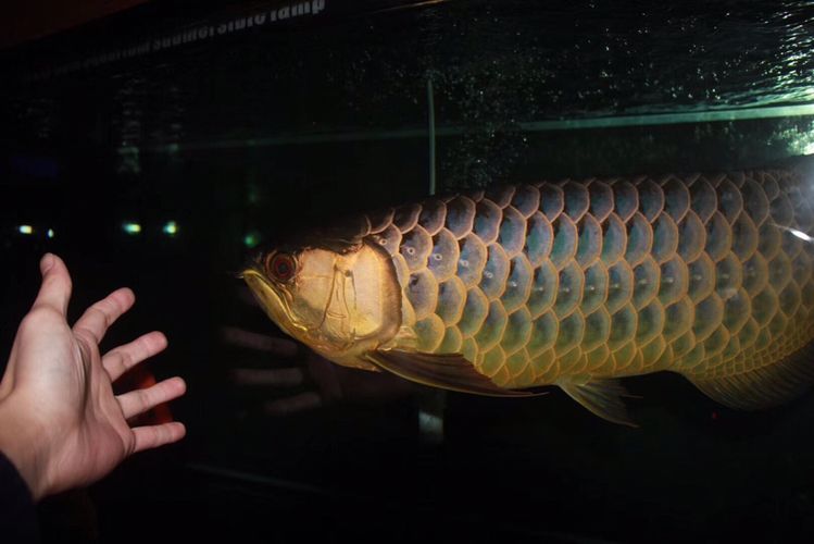 龍魚腹水用慶大霉素好使嘛：龍魚腹水用慶大霉素治療有效嗎？