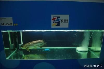 賽級七彩龍魚：賽級七彩龍魚是一種極具價值的觀賞魚