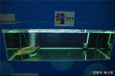 賽級七彩龍魚：賽級七彩龍魚是一種極具價值的觀賞魚