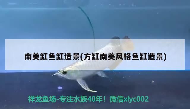 南美缸魚缸造景(方缸南美風格魚缸造景)