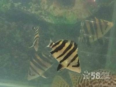 天津市場觀賞魚品種特色