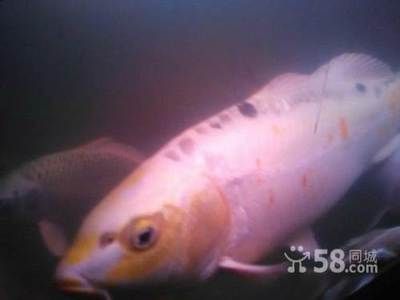 天津市場觀賞魚品種特色