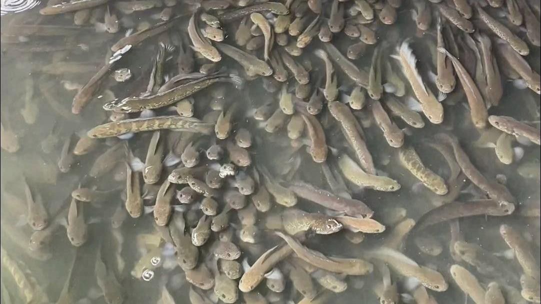 七星魚和雷龍魚的食物有何不同？