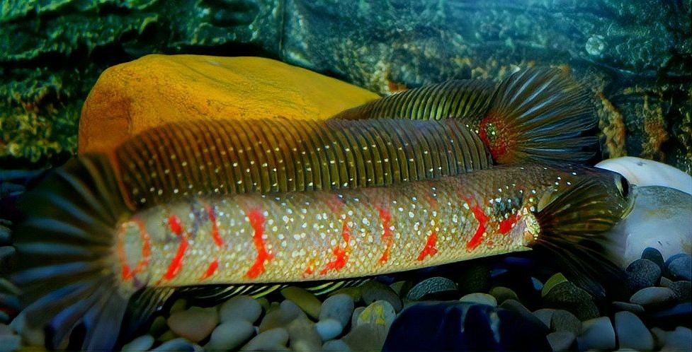 七星魚和雷龍魚的食物有何不同？