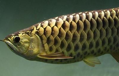金龍魚貴在哪里（金龍魚市場需求預(yù)測）
