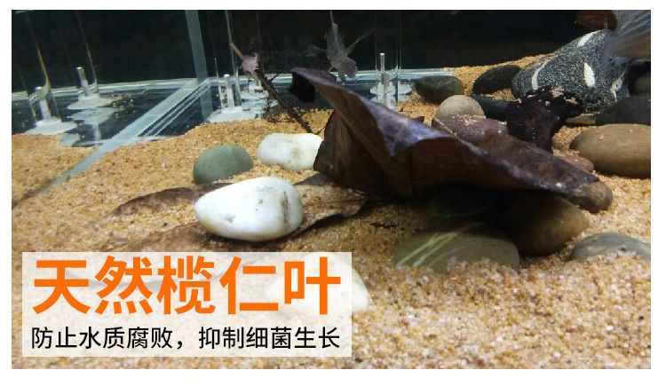 養龍魚要注意什么問題和細菌：養龍魚注意事項