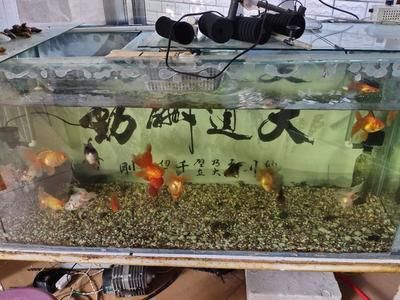 祥龍魚場觀賞魚怎么養的好呢（祥龍魚場觀賞魚養殖基本要點）