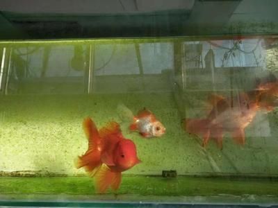 祥龍魚場觀賞魚怎么養的好呢（祥龍魚場觀賞魚養殖基本要點）