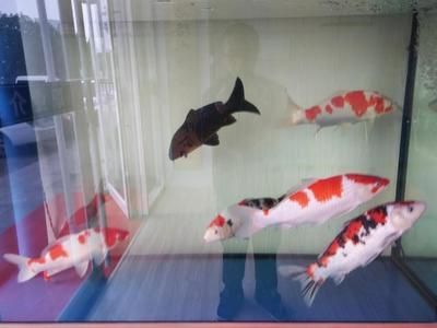 祥龍魚場觀賞魚怎么養的好呢（祥龍魚場觀賞魚養殖基本要點）