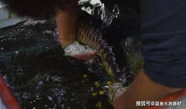 金龍魚兜嘴還有養的價值嗎 金龍魚兜嘴還有養的價值嗎 龍魚百科 第7張