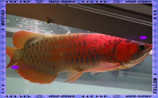 金龍魚兜嘴還有養的價值嗎 金龍魚兜嘴還有養的價值嗎 龍魚百科 第10張