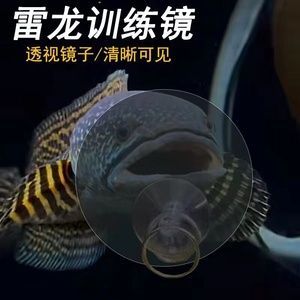 雷龍魚黃金眼鏡蛇用鏡子訓的時候亂串害怕應該怎么訓呢（如何訓練雷龍魚黃金眼鏡蛇使用鏡子）