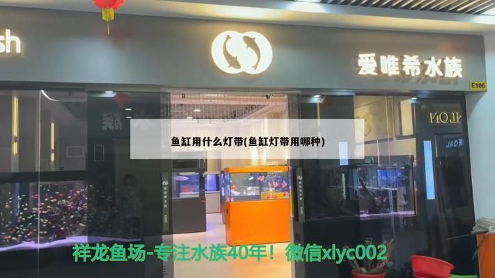 古典金龍魚(yú)的飼養(yǎng)環(huán)境