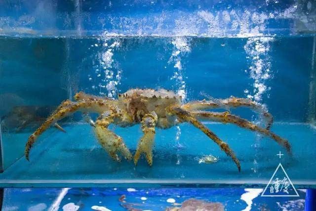 重慶龍魚批發市場地址在哪里呢