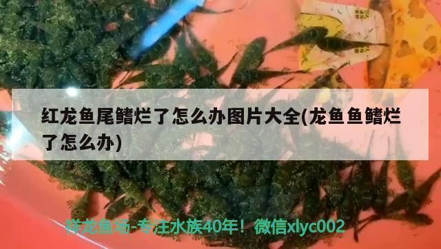 龍魚的鰭爛了是怎么回事：如何預防龍魚鰭爛