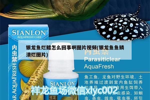 龍魚的鰭爛了是怎么回事：如何預防龍魚鰭爛