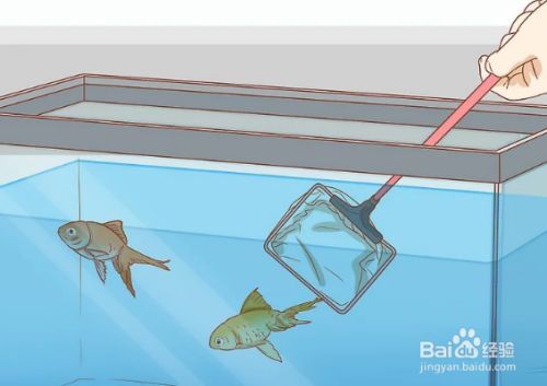 龍魚的鰭爛了是怎么回事：如何預防龍魚鰭爛