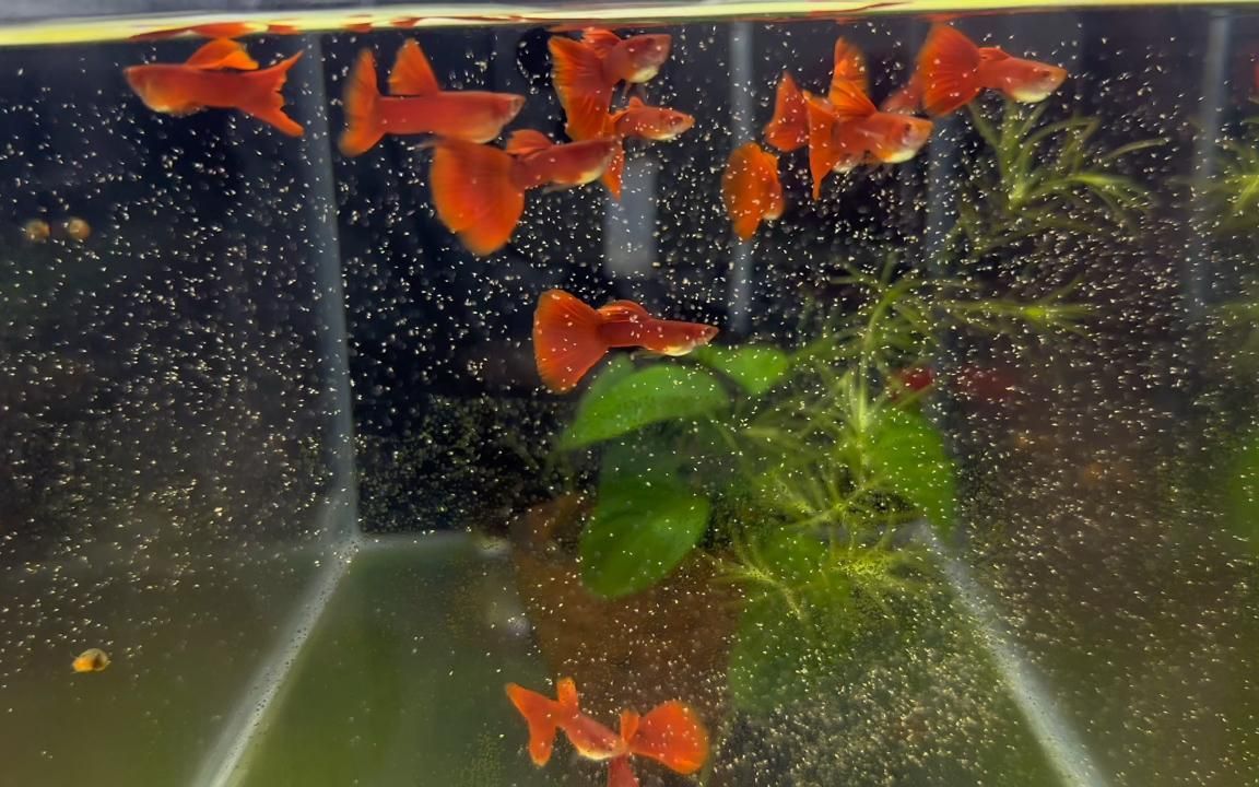 如何判斷孔雀魚飼料的好壞？