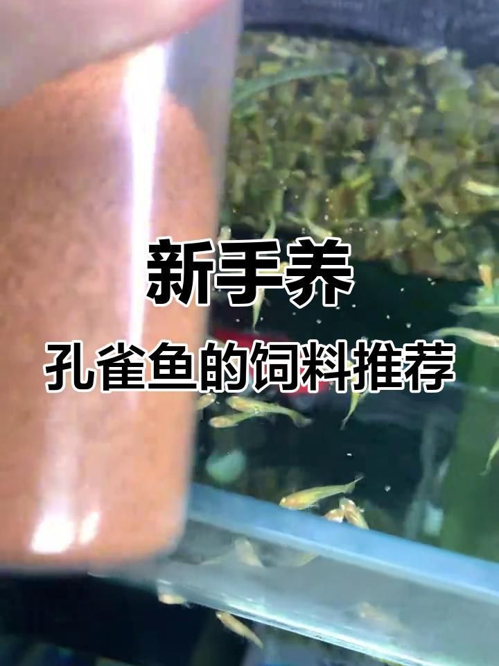 如何判斷孔雀魚飼料的好壞？