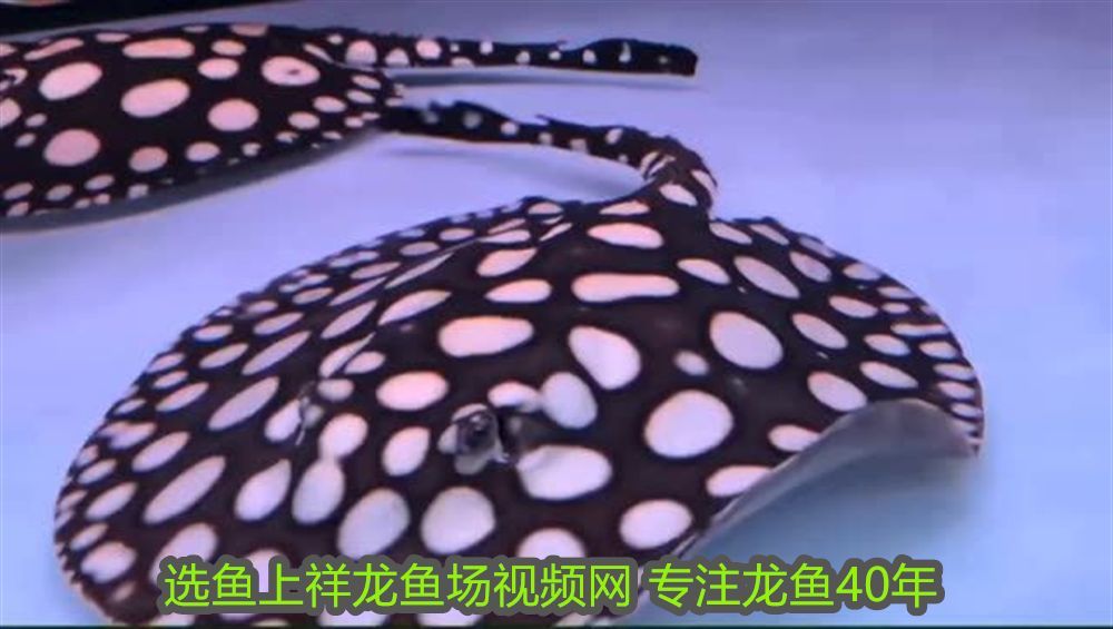 過背金龍魚百度百科：過背金龍魚百科視頻，全面解析與飼養指南