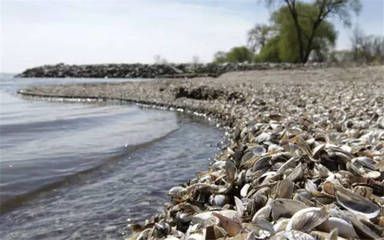 有沒有長不大的龍魚品種圖片：有沒有長不大的龍魚品種？探索小型龍魚的奧秘