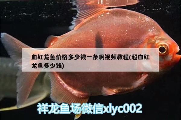 超血紅龍魚多少錢一條（超血紅龍魚市場價(jià)格走勢）