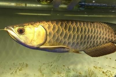 龍魚掉眼原因分析圖解：龍魚掉眼的主要原因及其分析