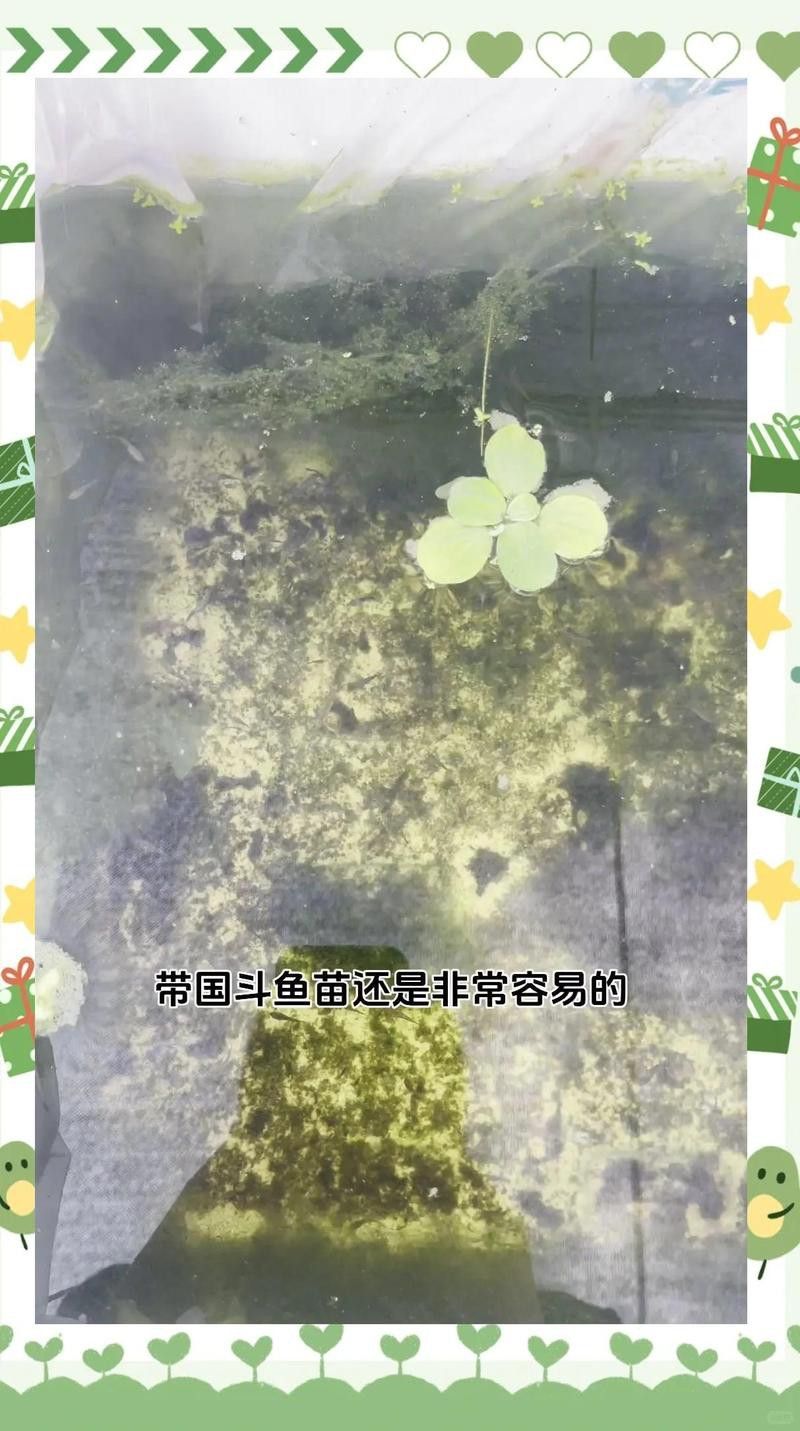 哪種魚(yú)更適合與龍魚(yú)混養(yǎng)呢：探究龍魚(yú)與哪種魚(yú)類混養(yǎng)的和諧之道