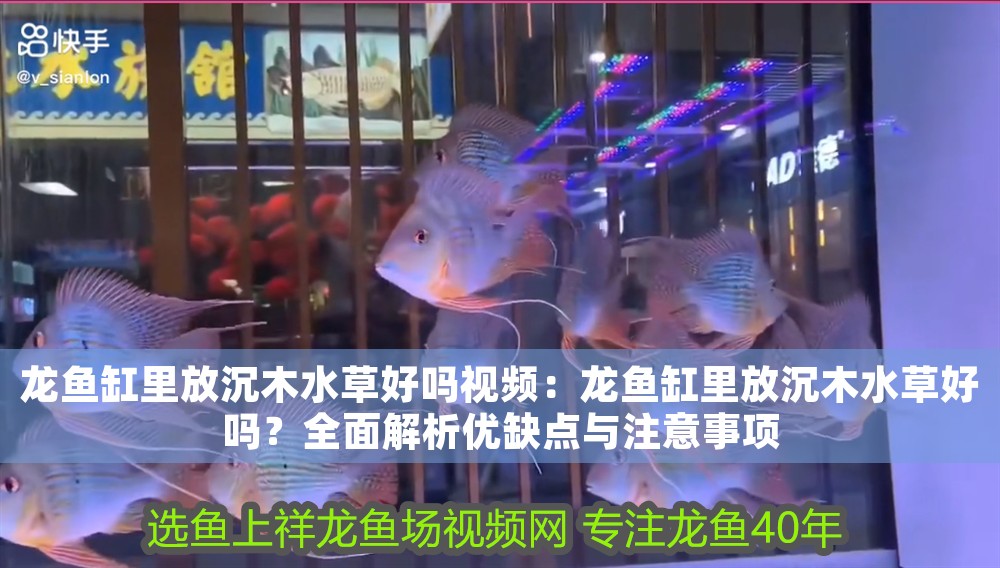 龍魚缸里放沉木水草好嗎視頻：龍魚缸里放沉木水草好嗎？全面解析優(yōu)缺點與注意事項