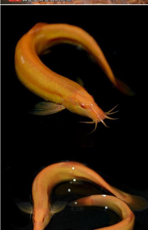 冷水金龍魚