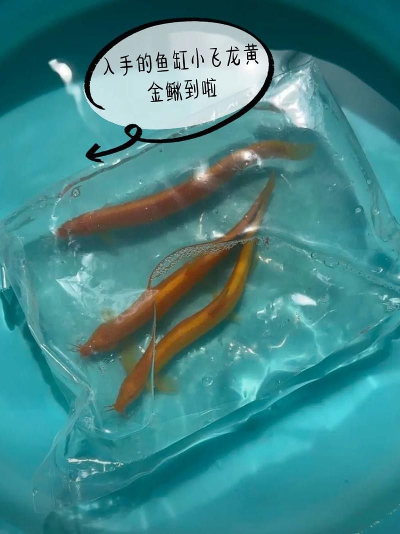冷水金龍魚