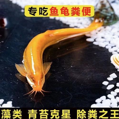 冷水金龍魚
