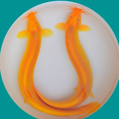 冷水金龍魚