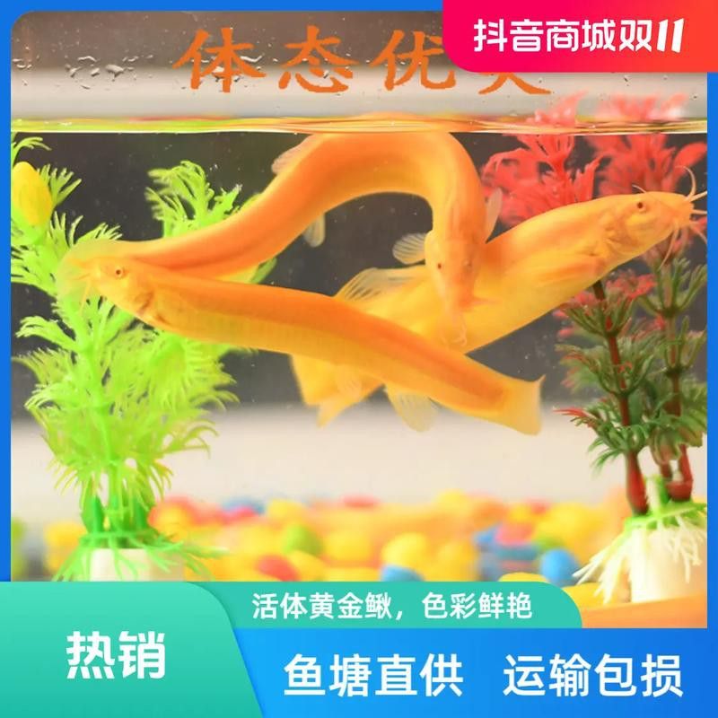 冷水金龍魚