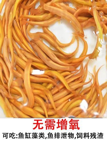 冷水金龍魚