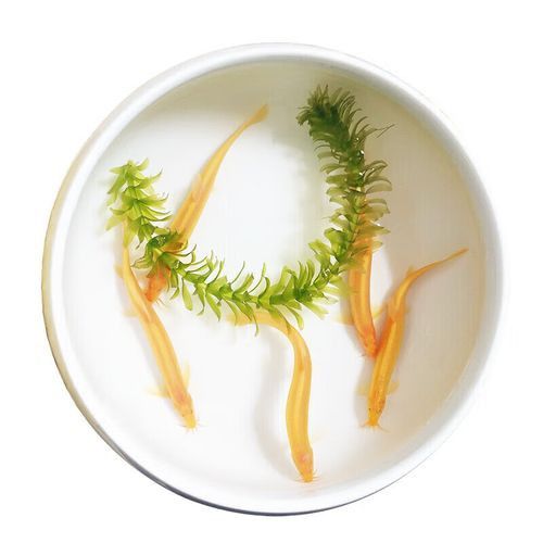 冷水金龍魚
